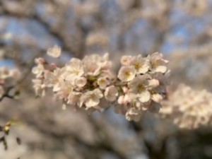 学校の風景 3月 長崎県立学校ホームページ